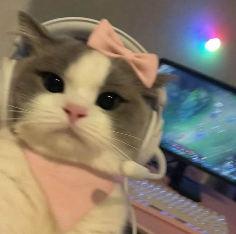 Kediler: Mükemmel Ev Arkadaşlarımız